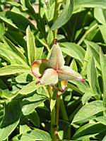 Paeonia officinalis subsp Officinalis, fam. Paeoniacees, Europe (5) (Photo F. Mrugala)